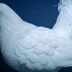 汤芳—乌苏里船歌写真
